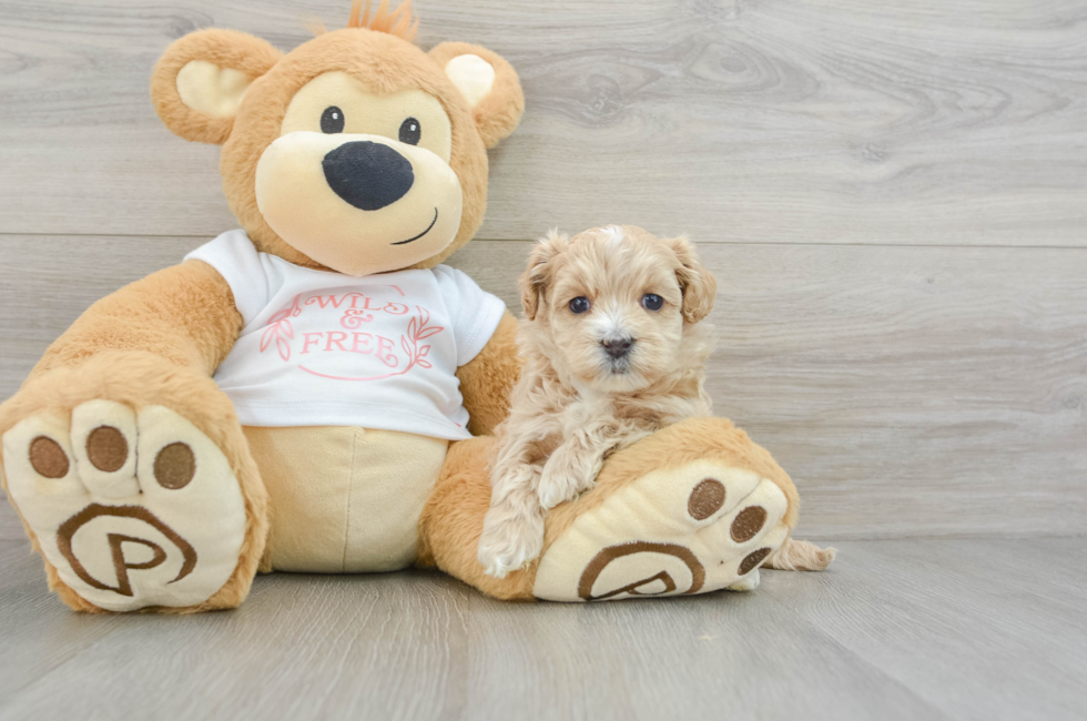 6 week old Maltipoo Puppy For Sale - Premier Pups