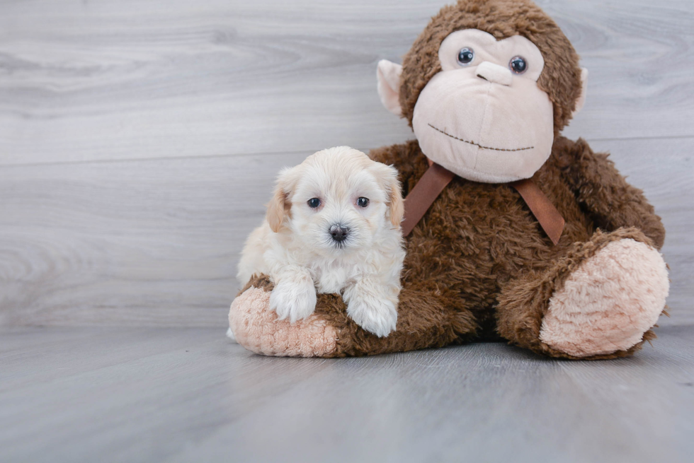 Maltipoo Pup Being Cute