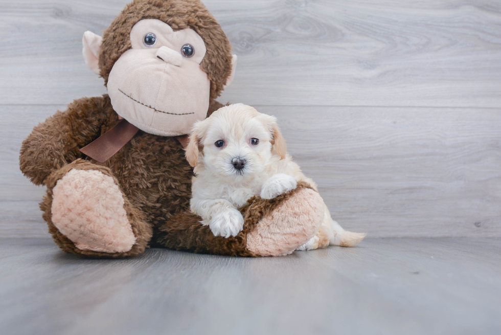 Popular Maltipoo Poodle Mix Pup