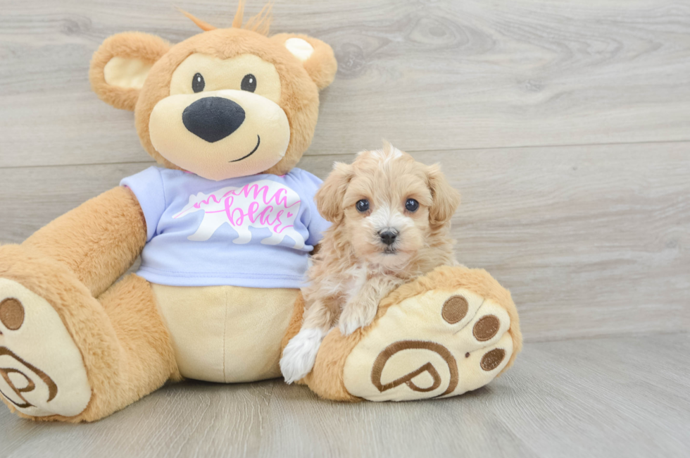 6 week old Maltipoo Puppy For Sale - Premier Pups