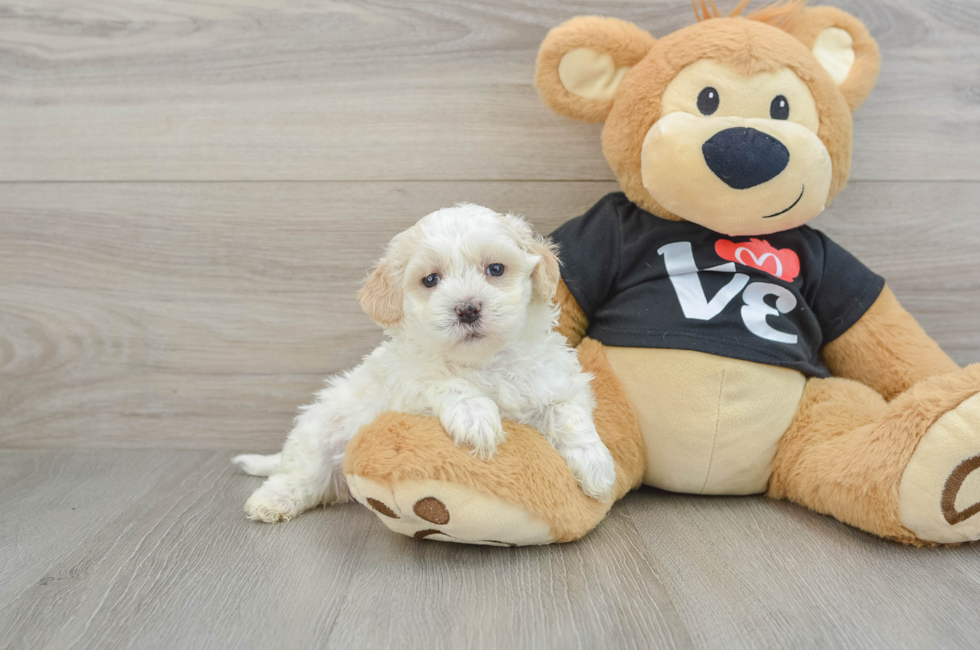 5 week old Maltipoo Puppy For Sale - Premier Pups