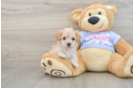 Sweet Maltipoo Baby