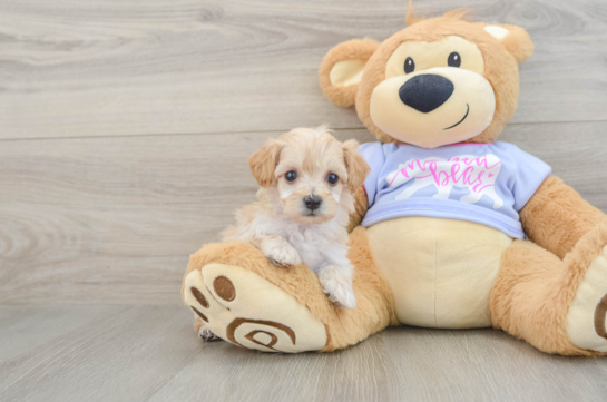 Sweet Maltipoo Baby