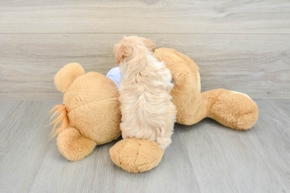 Maltipoo Pup Being Cute
