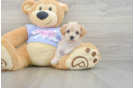 Petite Maltipoo Poodle Mix Pup