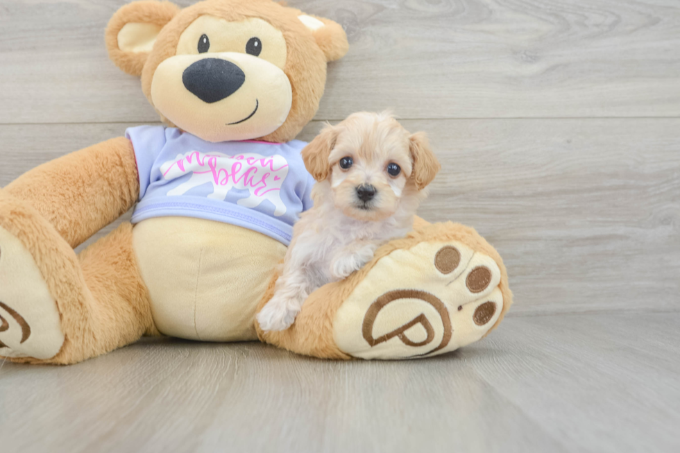 Petite Maltipoo Poodle Mix Pup