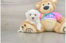 Little Malt Oodle Poodle Mix Puppy