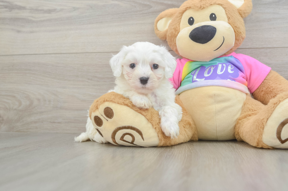 6 week old Maltipoo Puppy For Sale - Premier Pups