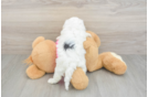 Best Maltipoo Baby