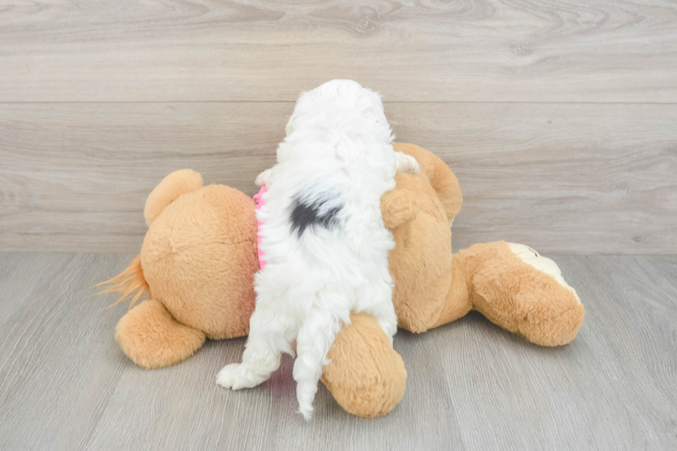 Best Maltipoo Baby