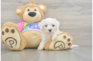 Maltipoo Puppy for Adoption