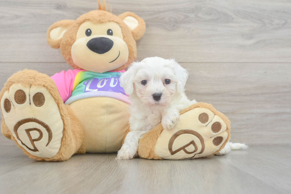 Maltipoo Puppy for Adoption