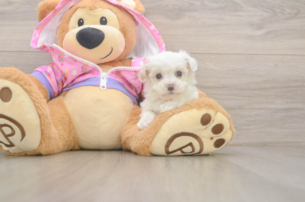 6 week old Maltipoo Puppy For Sale - Premier Pups