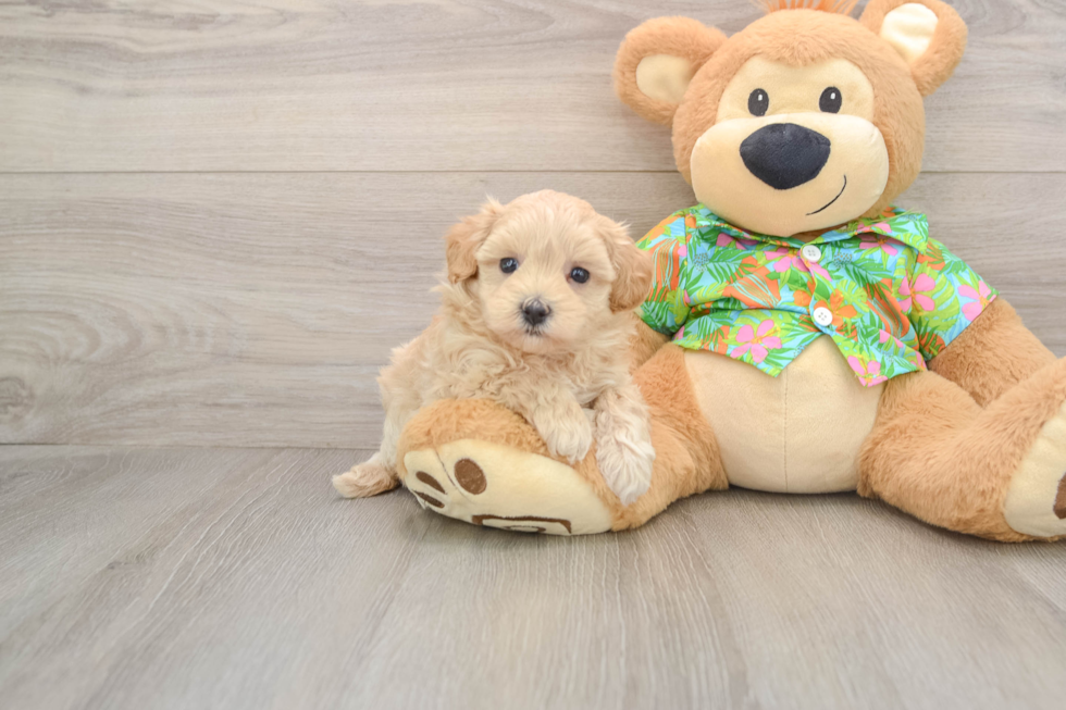 Friendly Maltipoo Baby