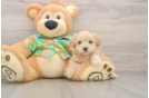 Maltipoo Pup Being Cute
