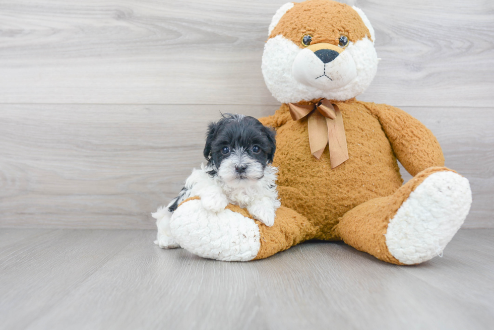 Maltipoo Puppy for Adoption