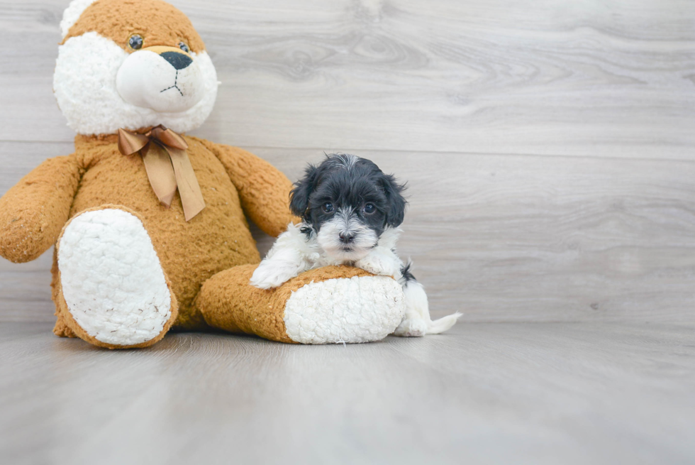 Best Maltipoo Baby