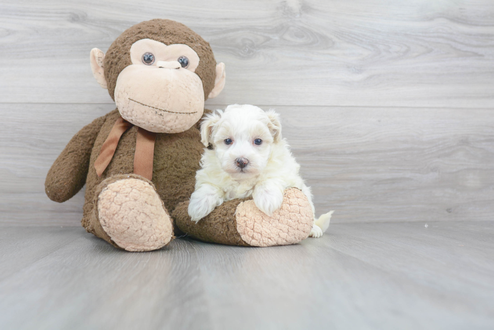 Maltipoo Puppy for Adoption