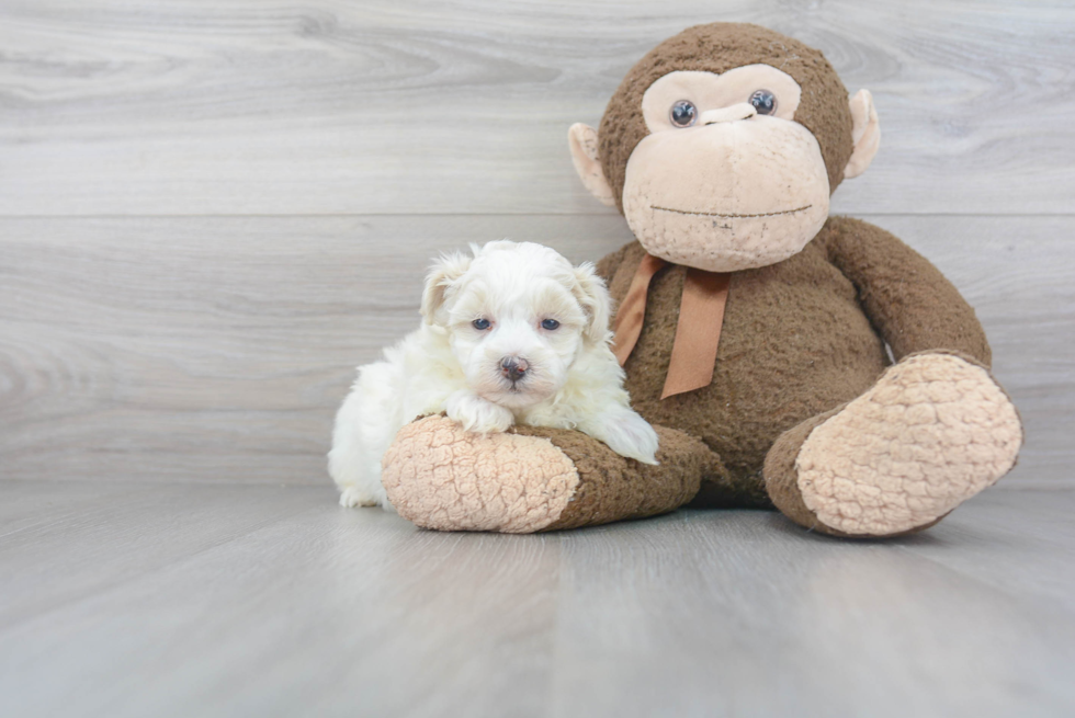 Best Maltipoo Baby