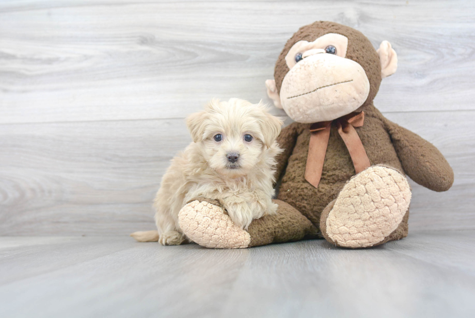 Happy Maltipoo Baby