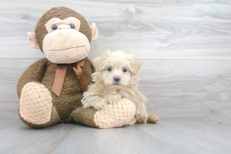 Best Maltipoo Baby