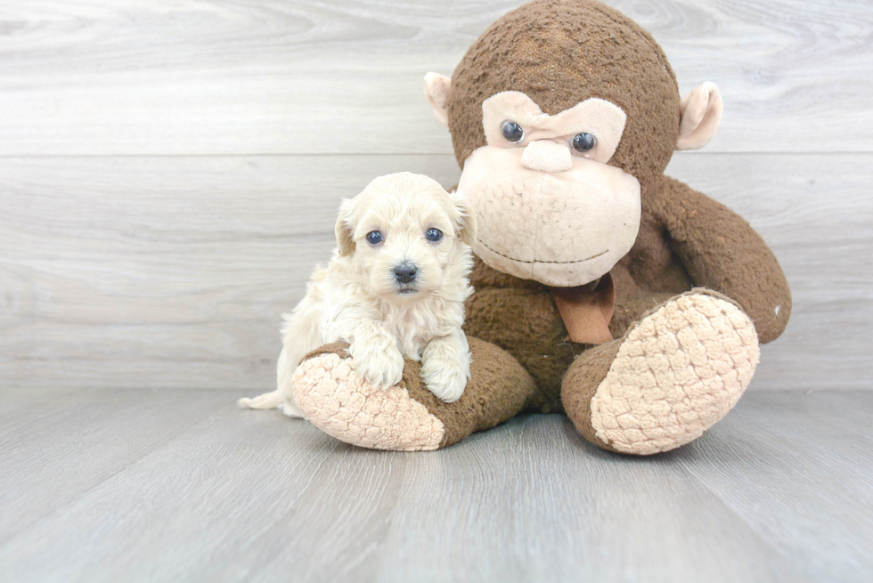 Fluffy Maltipoo Poodle Mix Pup