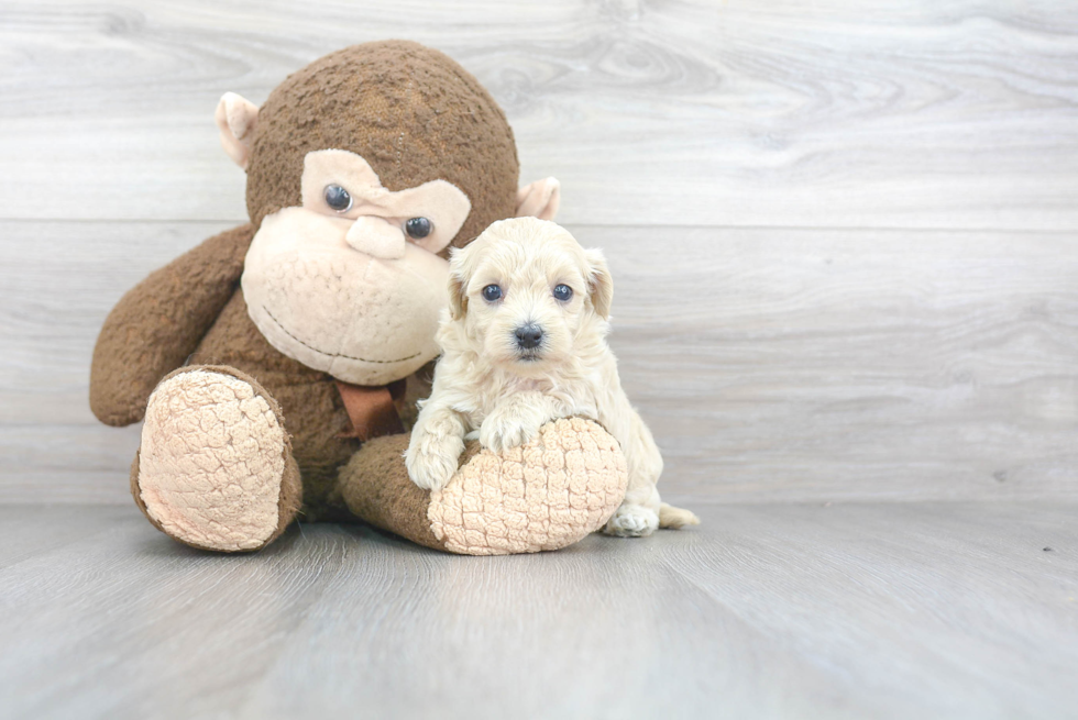 Maltipoo Puppy for Adoption