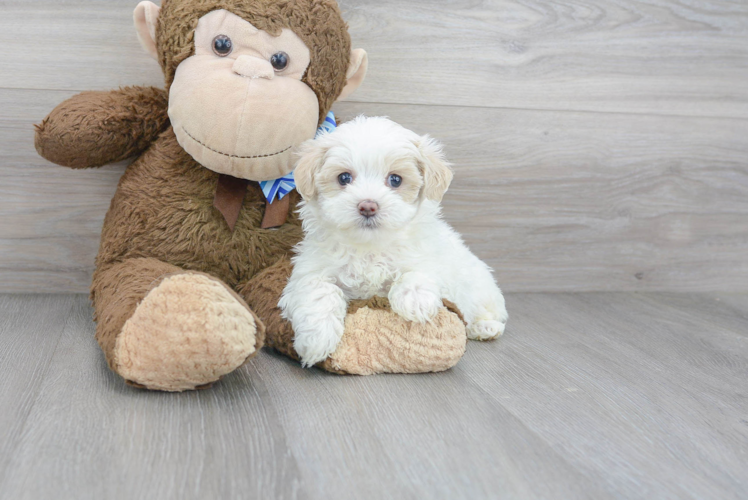 Hypoallergenic Maltese Poodle Poodle Mix Puppy