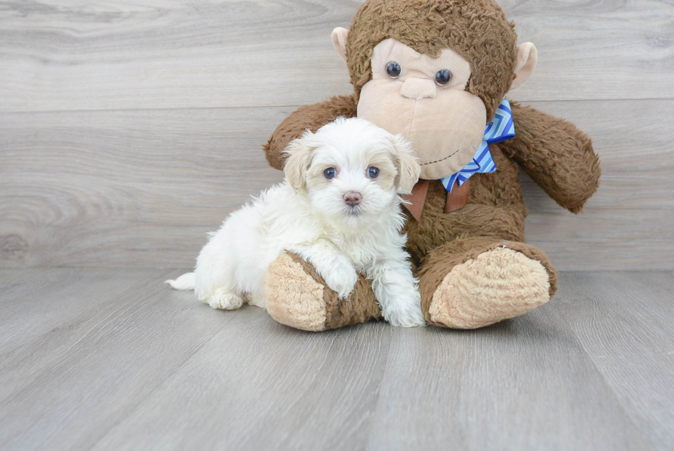 Happy Maltipoo Baby