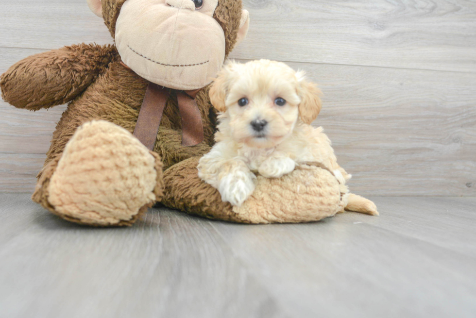 Maltipoo Pup Being Cute