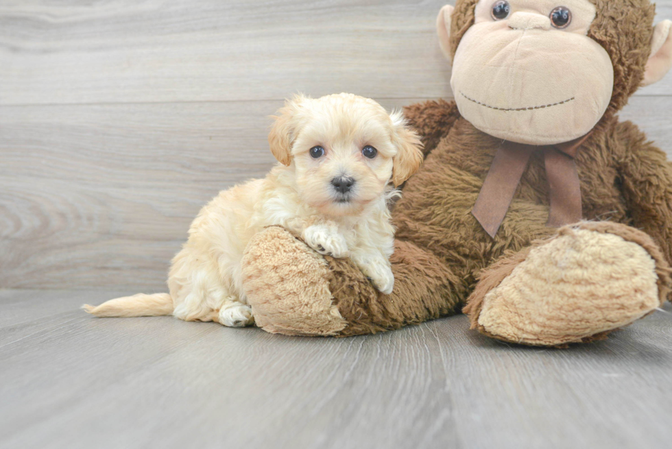 Friendly Maltipoo Baby