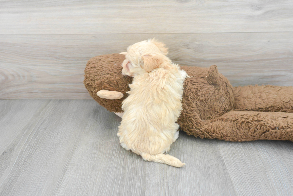 Adorable Maltepoo Poodle Mix Puppy