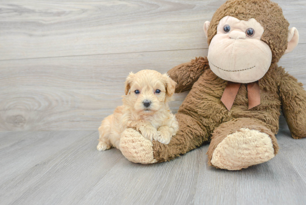 Maltipoo Pup Being Cute