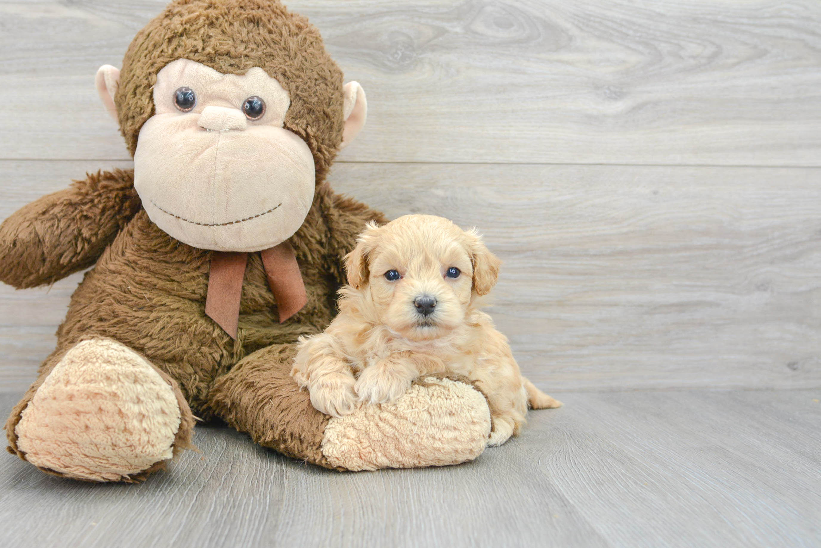 Small Maltipoo Baby