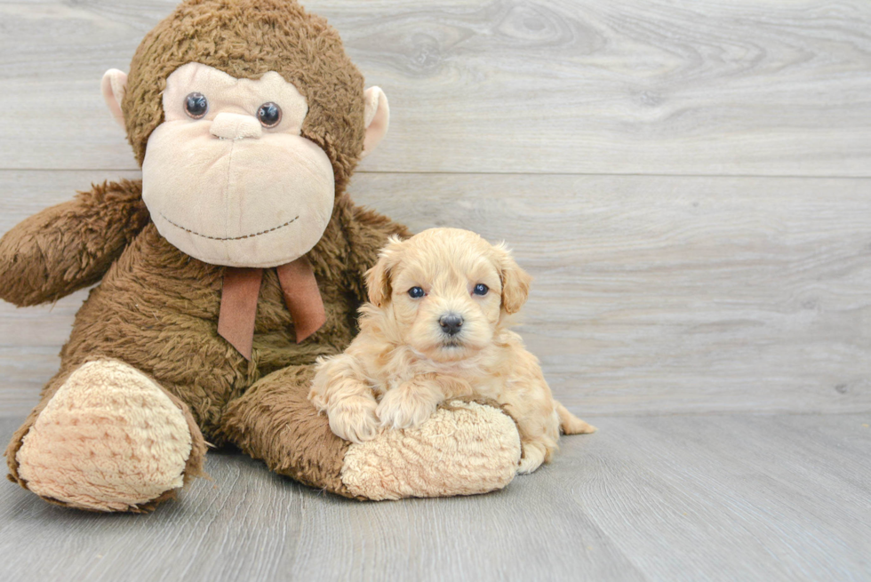 Small Maltipoo Baby