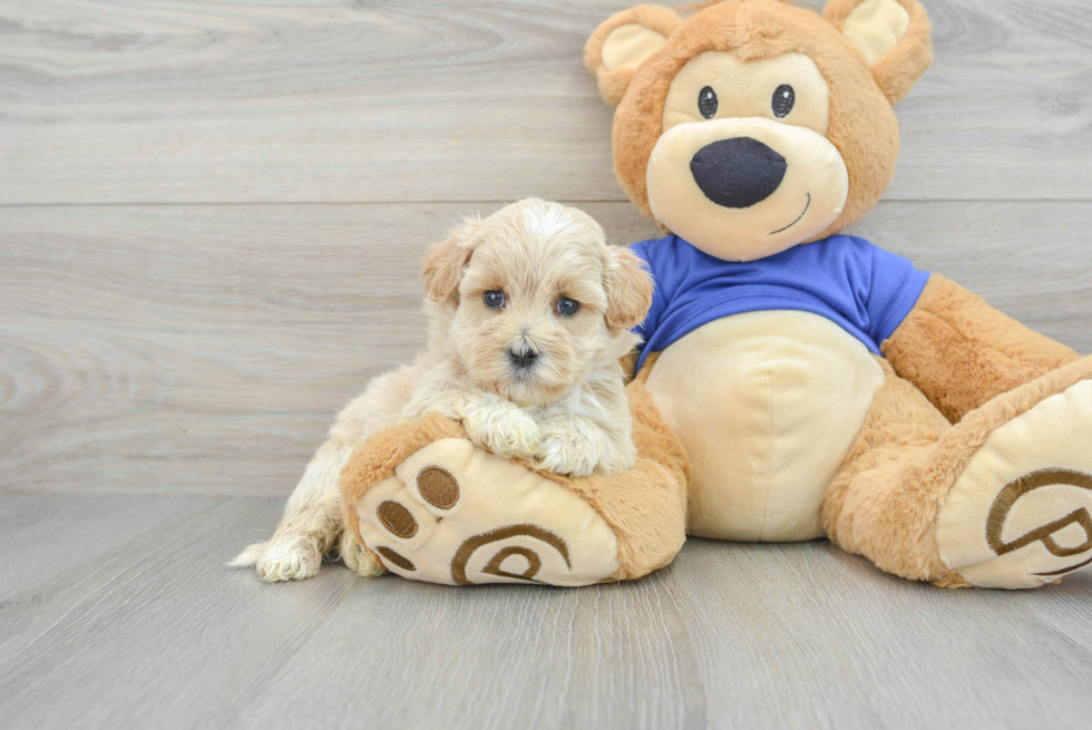 Maltipoo Puppy for Adoption