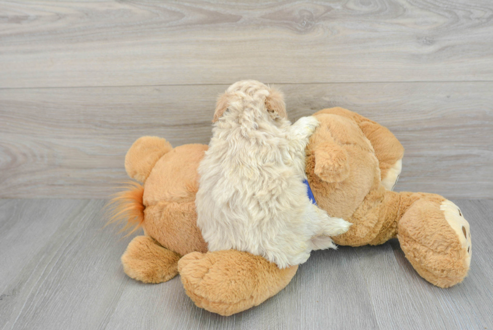 Energetic Maltepoo Poodle Mix Puppy