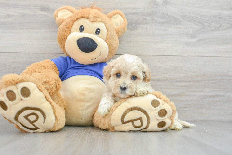 Playful Maltepoo Poodle Mix Puppy