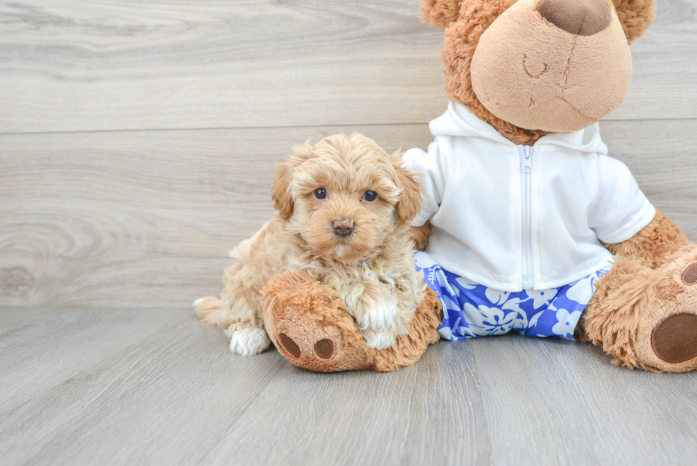 Maltipoo Puppy for Adoption