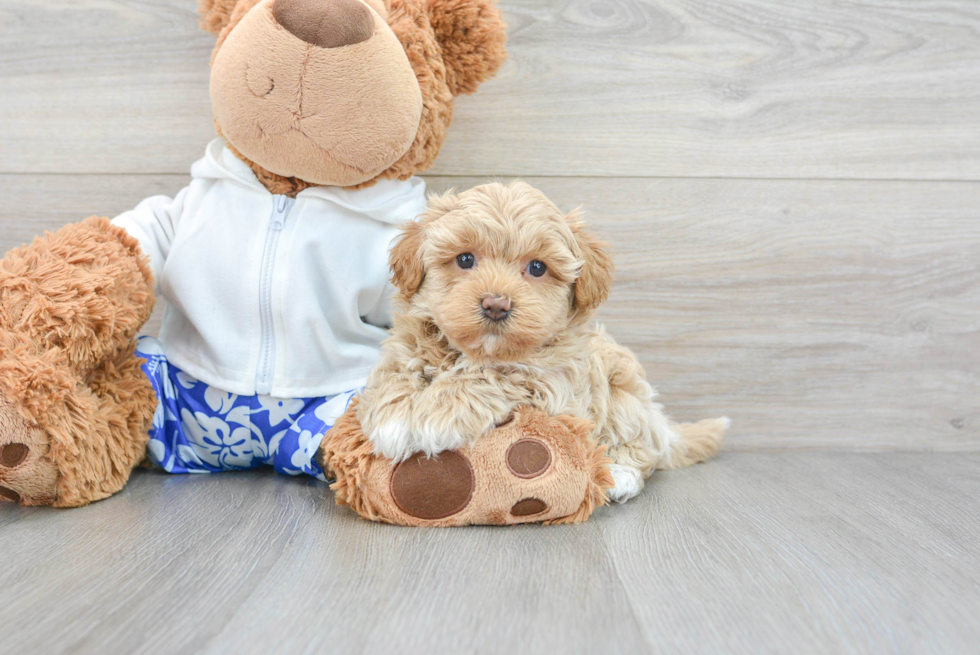 Smart Maltipoo Poodle Mix Pup