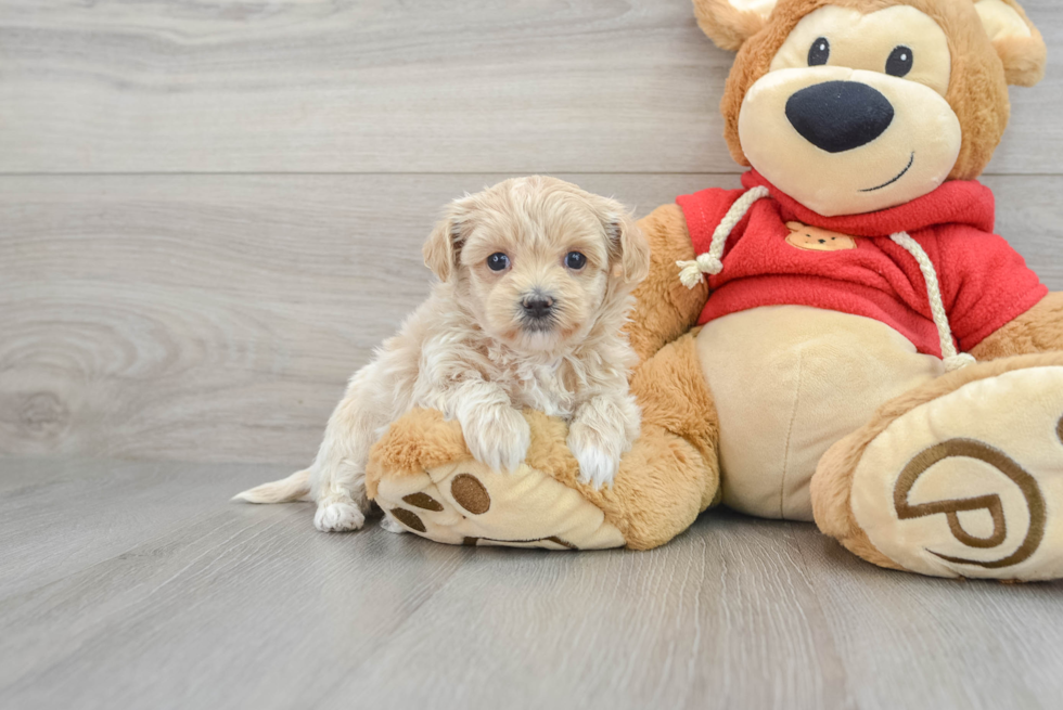 Playful Maltepoo Poodle Mix Puppy