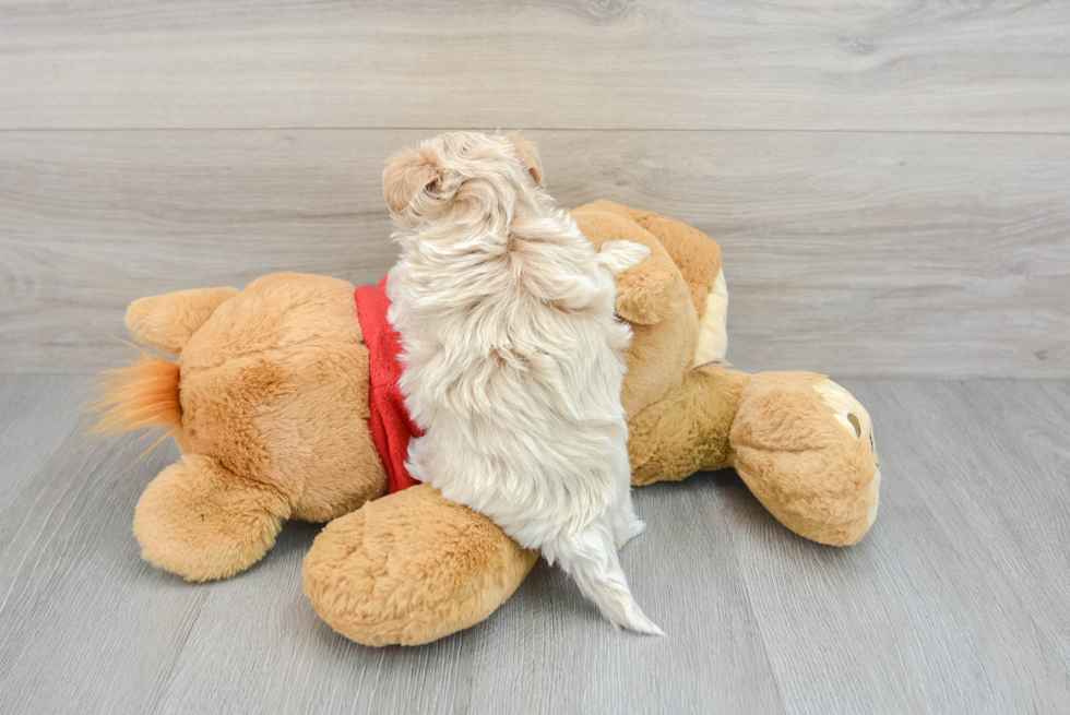 Playful Maltese Poodle Poodle Mix Puppy
