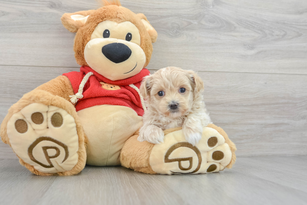 Sweet Maltipoo Baby