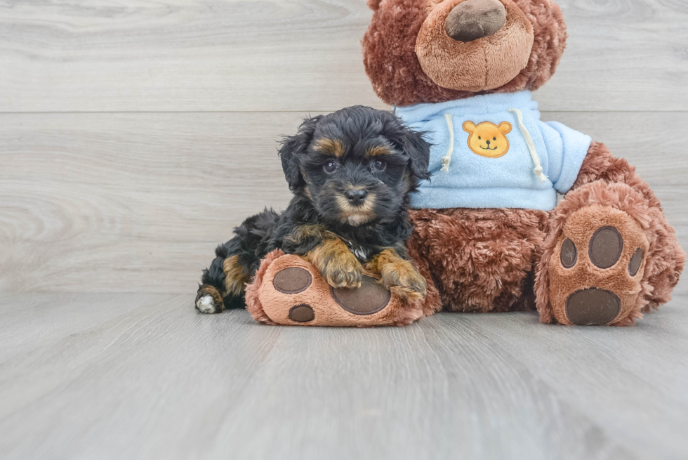 Best Maltipoo Baby