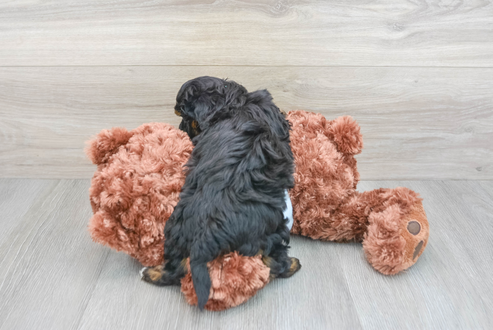 Happy Maltipoo Baby