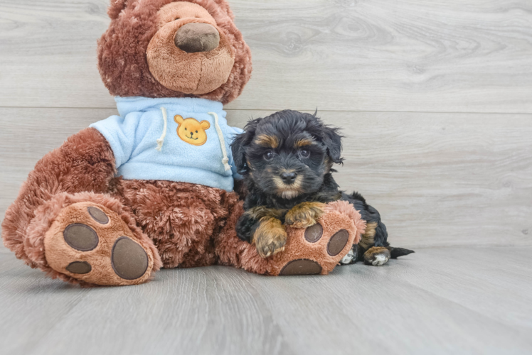 Little Maltese Poodle Poodle Mix Puppy