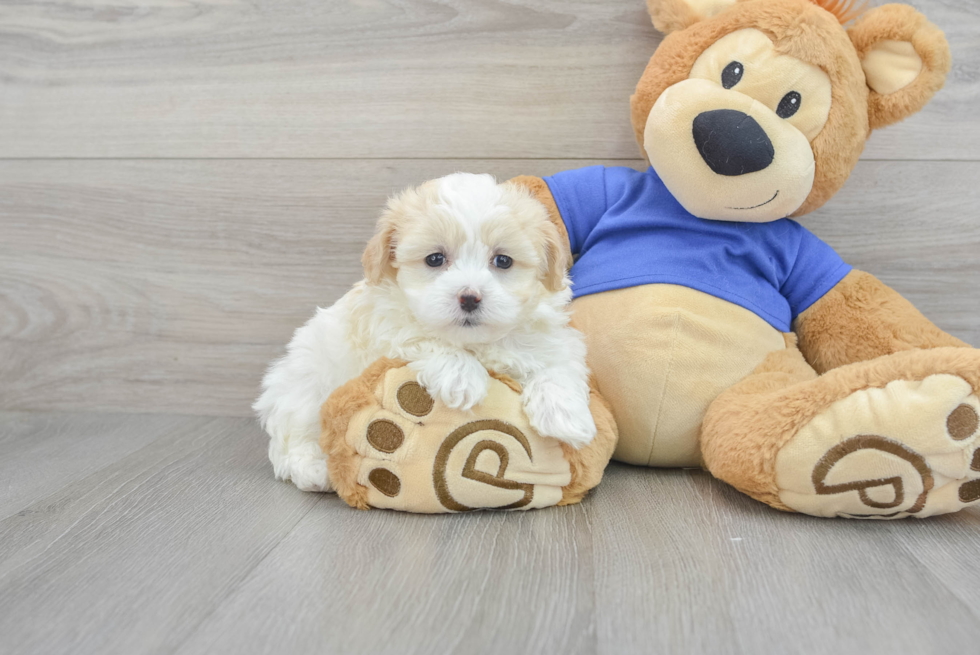 Smart Maltipoo Poodle Mix Pup