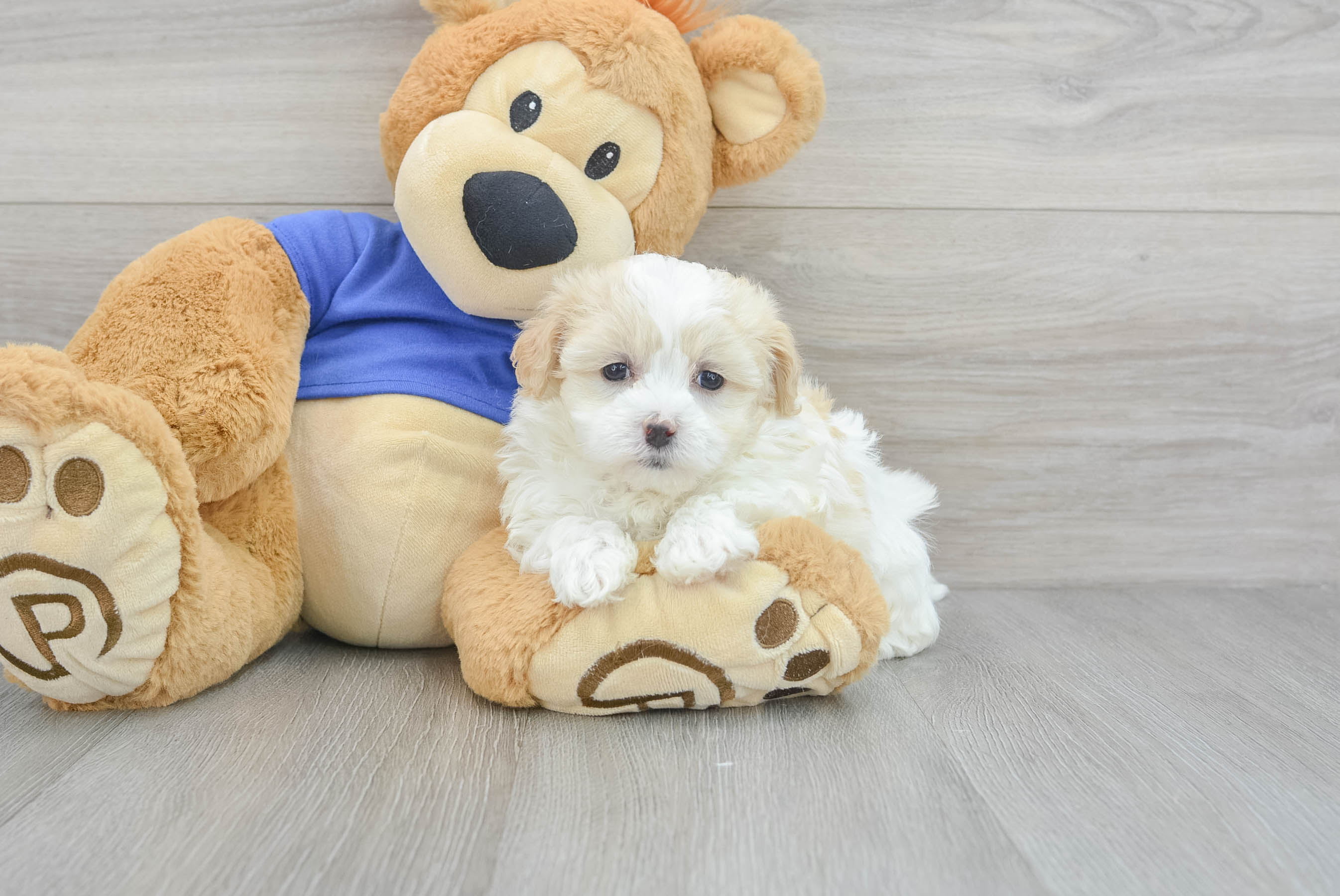 Maltipoo Puppy for Adoption