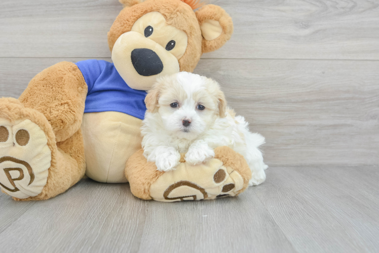 Maltipoo Puppy for Adoption