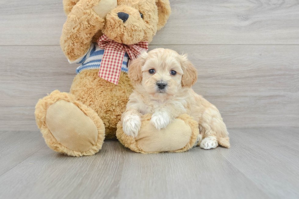 Adorable Maltese Poodle Poodle Mix Puppy